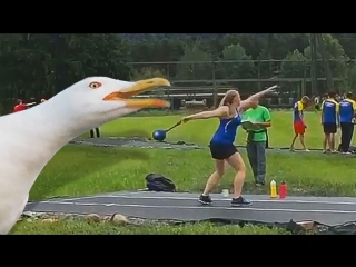 seagull neighs