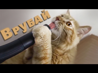 cat and vacuum cleaner