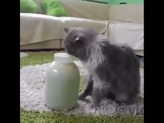 cat and milk